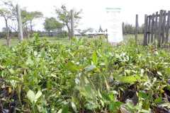 IMG-20231113-WA0254