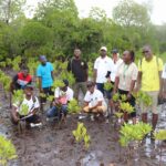 CBEMR: entrenching success in mangrove restoration