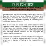 Removal of Eucalyptus Trees Along Nakuru-Eldoret Highway
